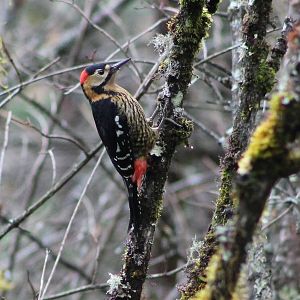 Darjeeling woodpecker (Dendrocopos darjellensis)