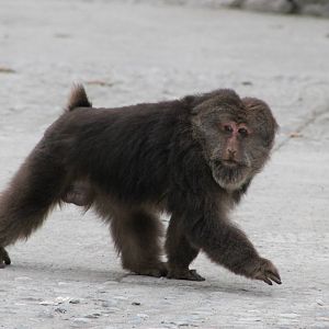 Tibetan macaque (Macaca thibetana)
