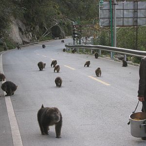 Tibetan macaques (Macaca thibetana)