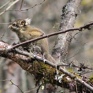 Swinhoes striped squirrel (Tamiops swinhoei)