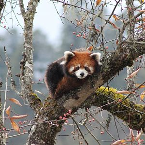 Red Panda (Ailurus fulgens)