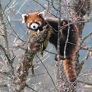 Red Panda (Ailurus fulgens)