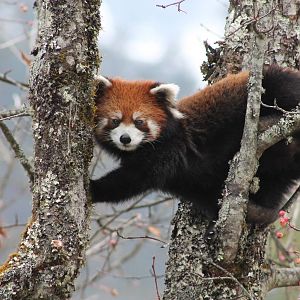 Red Panda (Ailurus fulgens)