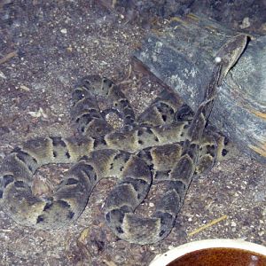 Brazilian Lancehead (Bothrops moojeni)