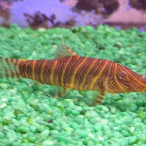 Zebra Loach (Botia striata)