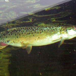 Striped Pike Characin (Boulengerella lateristriga)