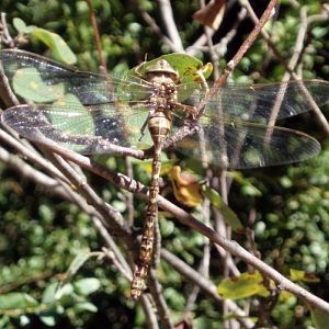 Western Spectre (Boyeria irene)