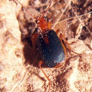 Streaked Bombardier Beetle (Brachinus sclopeta)
