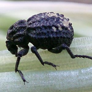 Garlic Weevil (Brachycerus repertus)