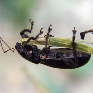 Pine Weevil (Brachyderes lusitanicus)
