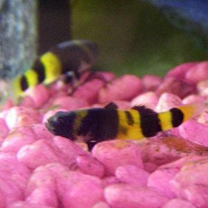 Bumblebee Gobies (Brachygobius doriae)