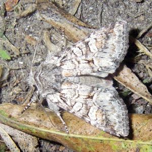 Minor Shoulder-knot (Brachylomia viminalis)