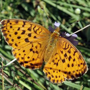 Greater Marbled Fritillary (Brenthis daphne)