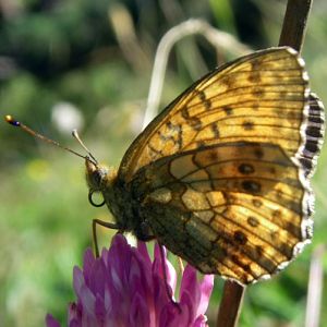 Lesser Marbled Fritillary (Brenthis ino)