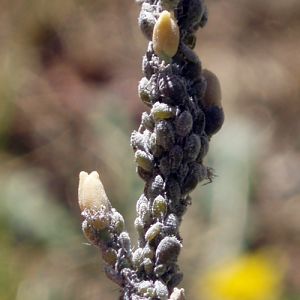 Cabbage Aphids (Brevicoryne brassicae)