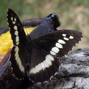 Great Banded Grayling (Brintesia circe)