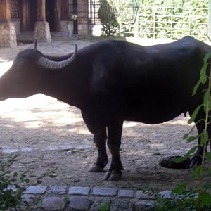 Water Buffalo (Bubalus bubalis)