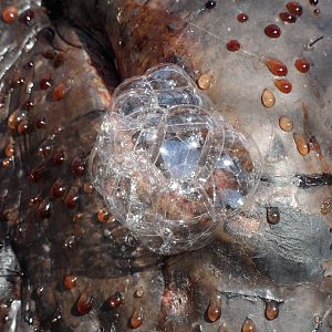 Bubbles with blood sweat