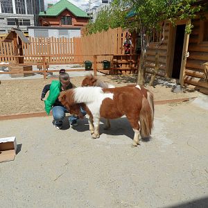 American miniature horse exhibit