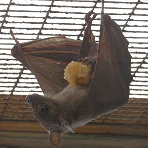 Egyptian fruit bat
