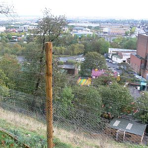 Gelada exhibit at Dudley, 02/11/13