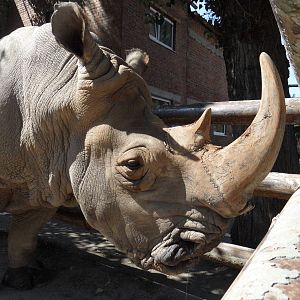Southern white rhinoceros