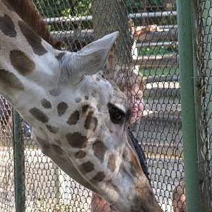 Feeding a giraffe