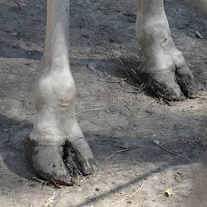 Baringo giraffe feet