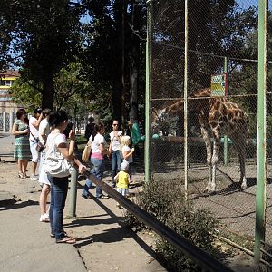 Baringo giraffe exhibit