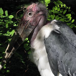Marabou stork