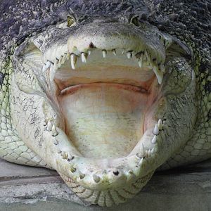 Cuban crocodile