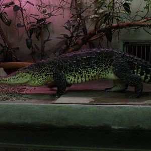 Cuban crocodile - walking