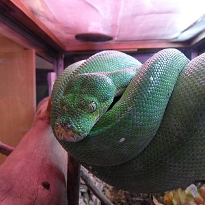 Green tree python