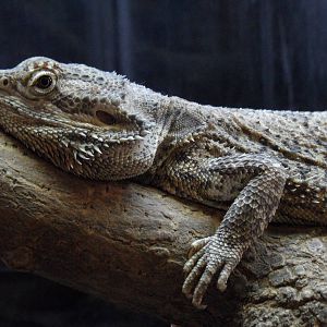 Bearded dragon