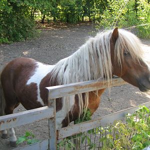 Pony exhibit