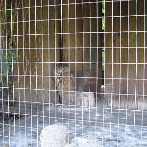 Eurasian eagle owl exhibit
