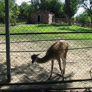 Guanaco exhibit