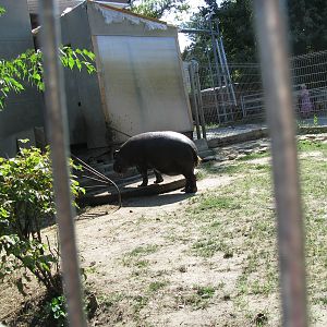 Pygmy hippo house - animal entrance