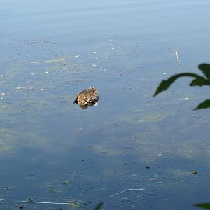 Dead mallard in the lake