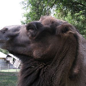 Bactrian camel