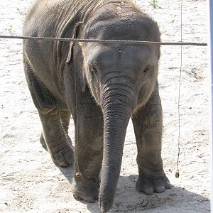 Asian elephant calf