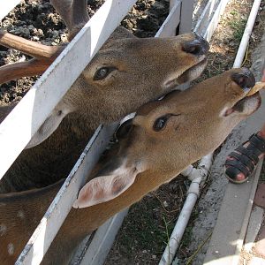 The hungriest deer ever