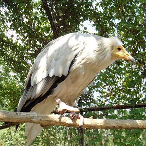 Egyptian vulture