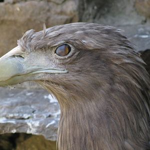 White-tailed eagle blinking