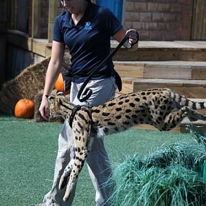 jumping serval