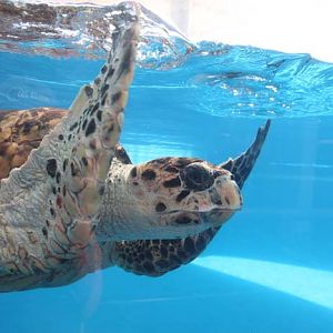 sea turtle