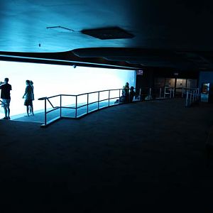 underwater dolphin viewing