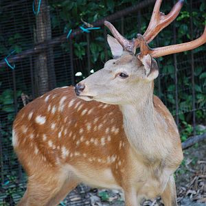 Japanese sika deer (Cervus nippon)