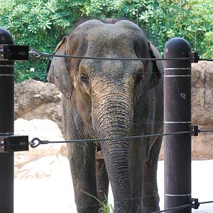 Asian elephant (Elephas maximus)