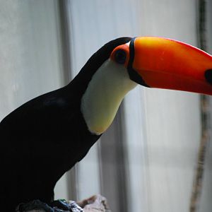 Toco toucan (Ramphastos toco)